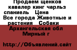 Продаем щенков кавалер кинг чарльз спаниель › Цена ­ 60 000 - Все города Животные и растения » Собаки   . Архангельская обл.,Мирный г.